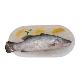 Australian Barramundi 650-700g